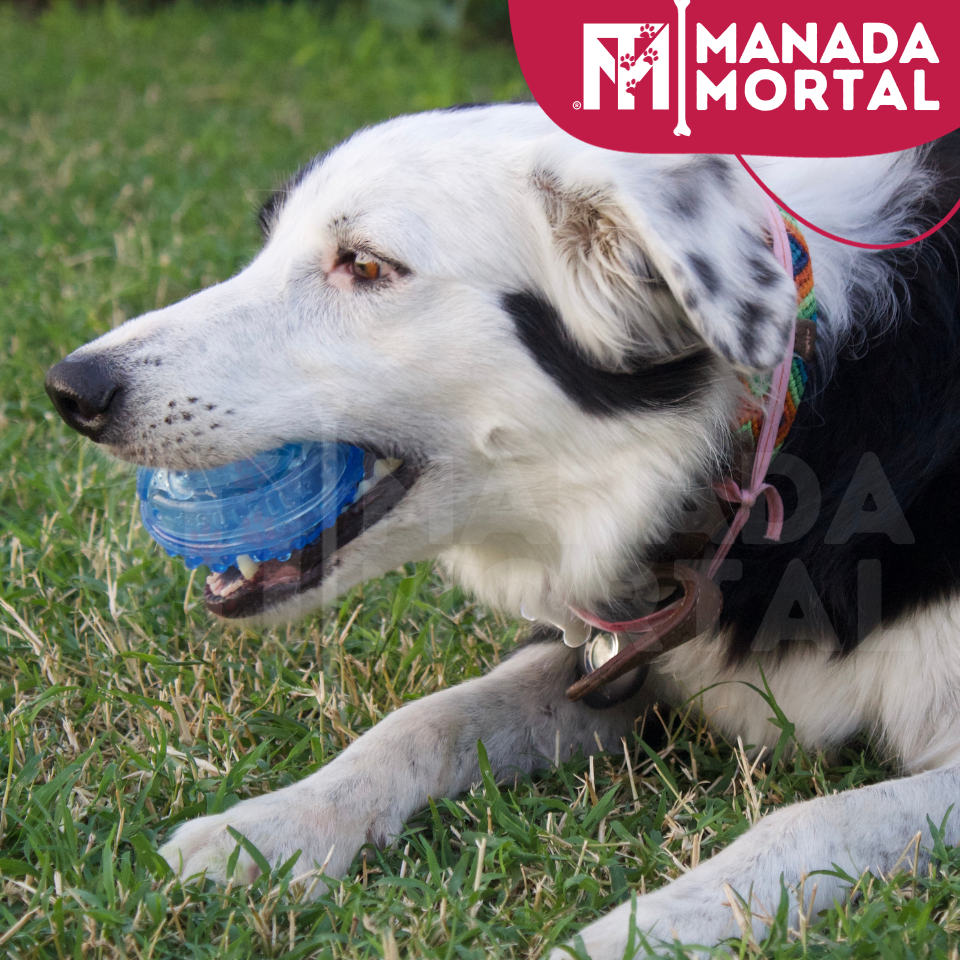 JUGUETE PERRO PELOTA CON SONIDO - MANADA MORTAL